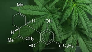 El cannabidiol es una molecula perteneciente a la planta de cannabis.