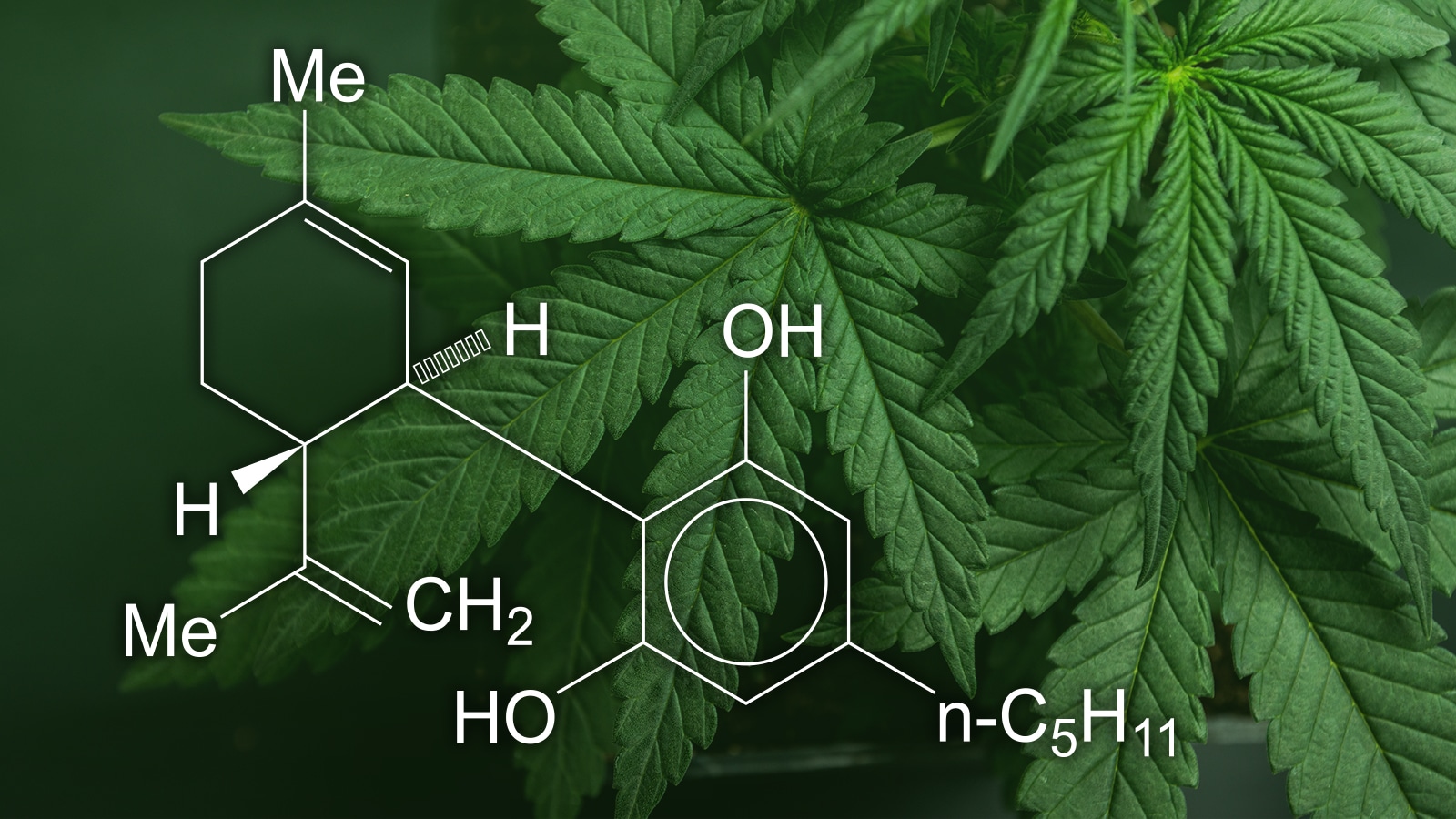 El cannabidiol es una molecula perteneciente a la planta de cannabis.