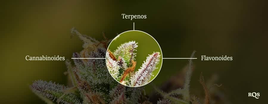 La planta de cannabis esta conformada por terpenos, flavonoides y fitocannabinoides.