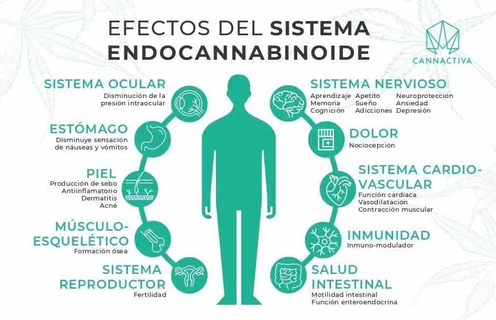 Sec tambien conocido como sistema endocannabinoide es un sistema que tenemos todos los mamiferos.