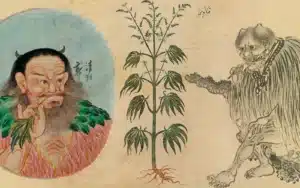 Primero uso y relación con el cannabis medicinal