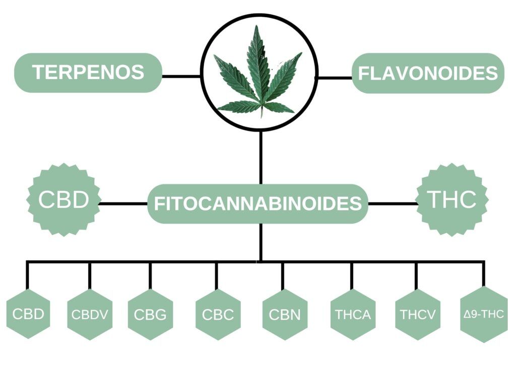 La planta de cannabis esta conformada por terpenos, flavonoides y fitocannabinoides.